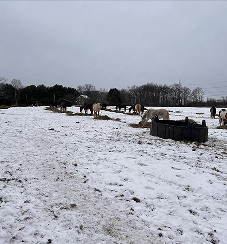 Snow Picture of Red Buffalo Ranch