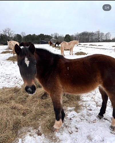 Brown Horse at Red Buffalo Ranch