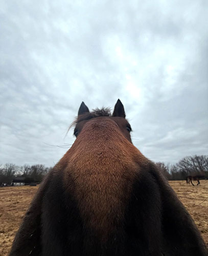 Close up of a horse at Red Buffalo Ranch