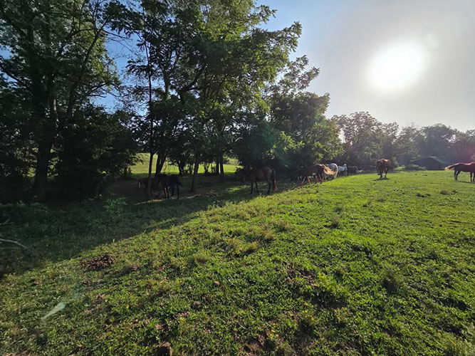Landscape shot of Horses on the farm