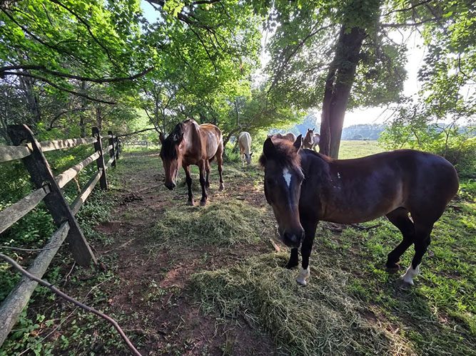 Close up of horses on the farm